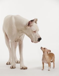 small dog looks at big dog representing growing importance of big data quality