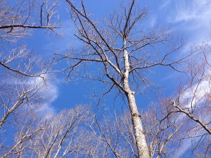 Trees for Gratitude