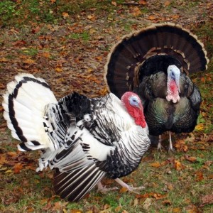Bath Creek Stables Turkeys by Carol Preston