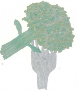 BroccoliALP