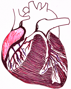 Human Heart Feb2016 ALP