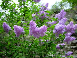 lilac tree in corner