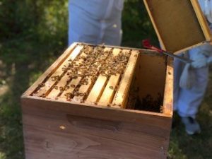 honey bee hives