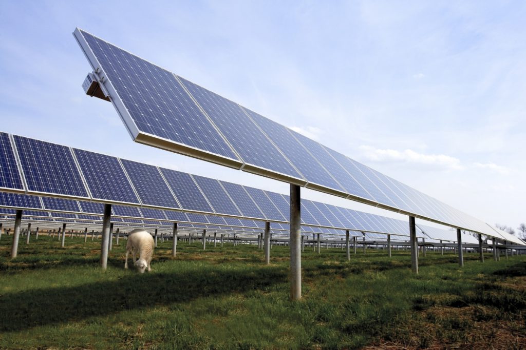 SAS, Solar Farms and Sheep: Working Together for the Good of the Planet ...