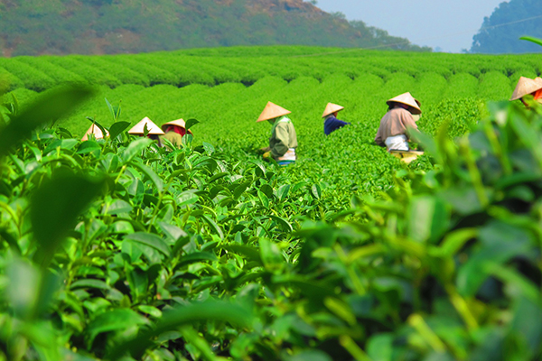 tea plantation workers wearing sun hats in a field of green tea plants