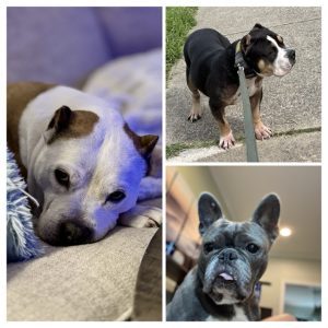 Archie, Tikka and Quinn