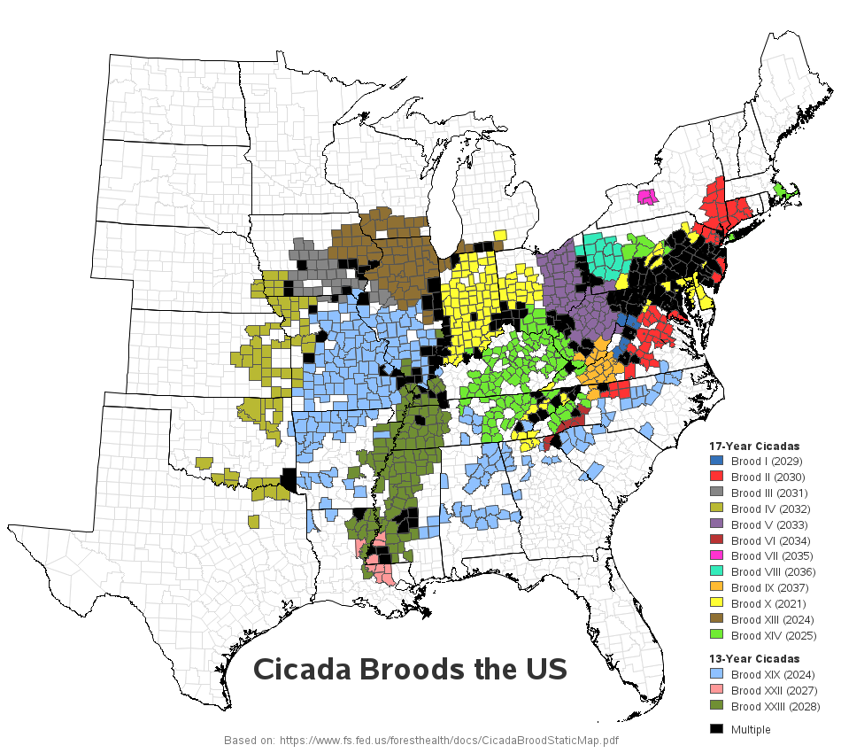 Cicada Brood 2024 Map Tana Zorine