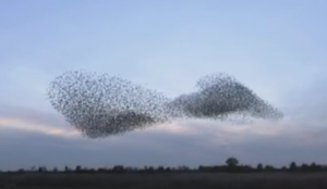 Starlings