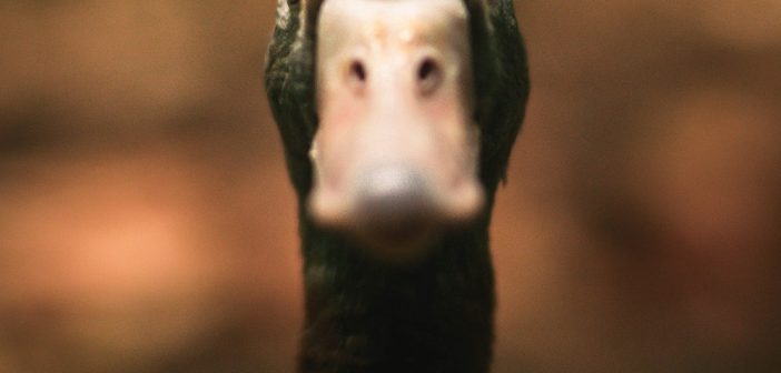 Hidden Insights: Are Your Ducks Barking? Spotting insurance fraud