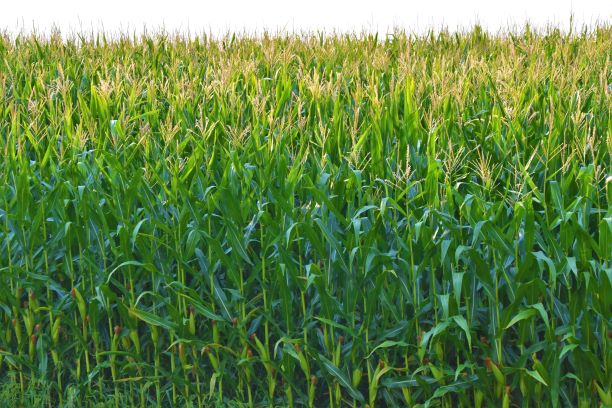 Hidden Insights - How Analytics Enhances Sustainability in Agriculture