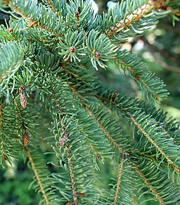 Spruce (picea glauca) branches