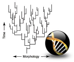 Morphology vs. Time