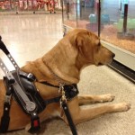 Tracker, who is a guide dog in training