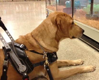 Tracker, who is a guide dog in training