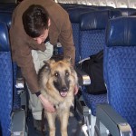 Willie on the plane