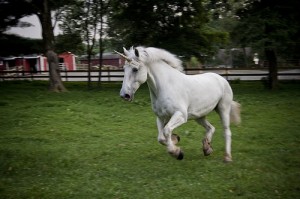 Unicorn in field