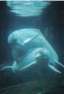 river_dolphins