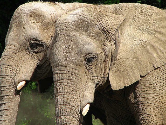 2 elephants
