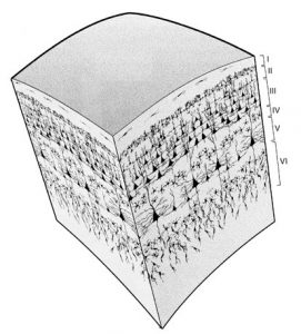 cortex layers 3