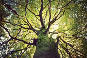 Looking up at a large tree