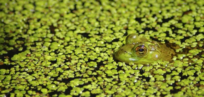 Frog peeking out from a pond