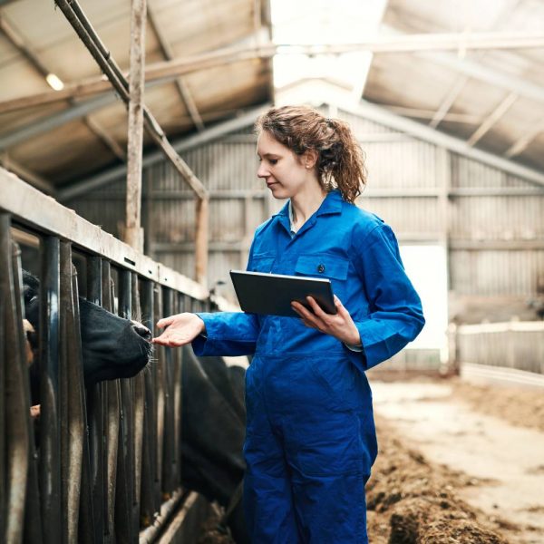 Female farmer with ipad checks on cows