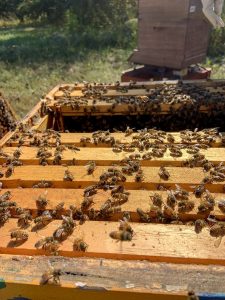 picture of honey bees on frames from a beehive