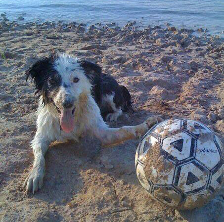 soccer_dog