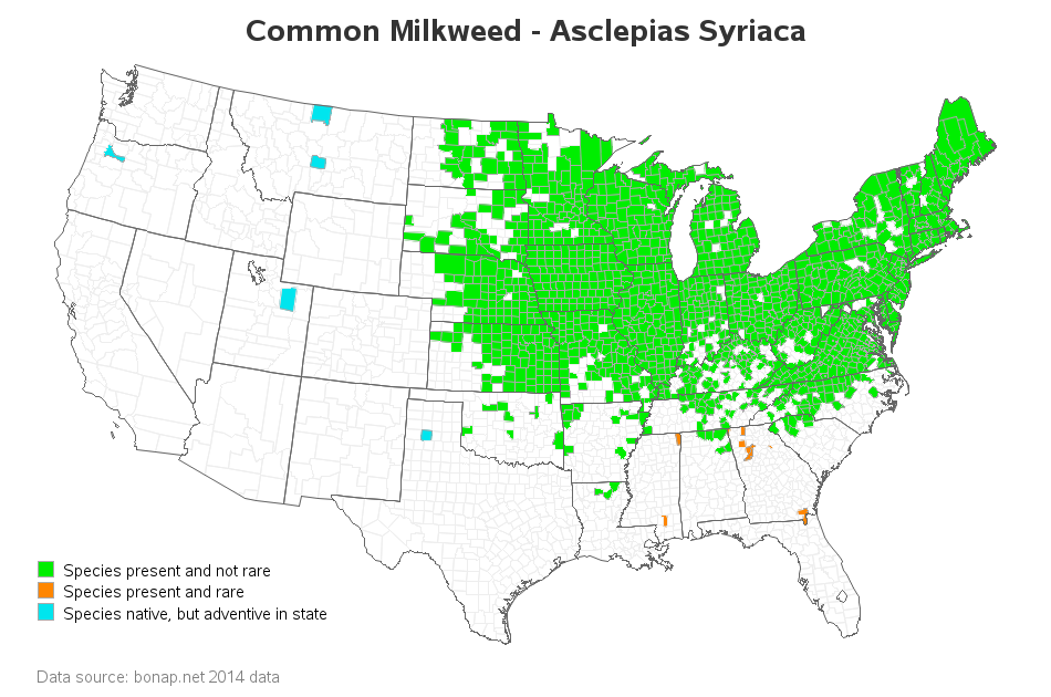 common_milkweed