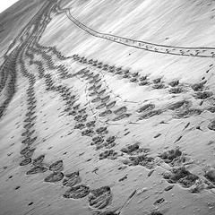 tracks in snow