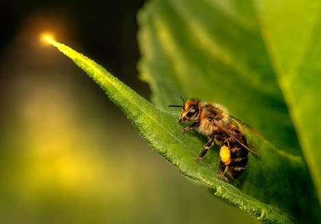 honey bee on a leaf