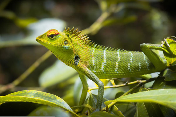 Chameleons are examples of adaptability to environments for they change their colors to better blend into their surrounding